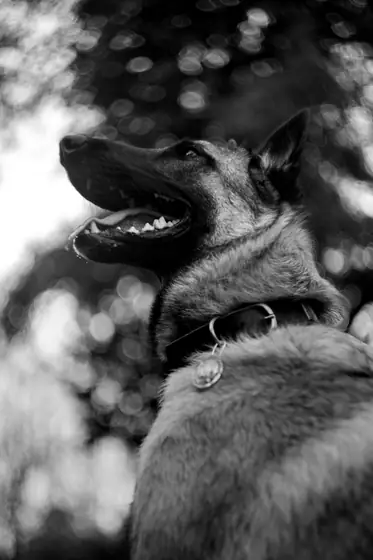 Animal — BRUNAW