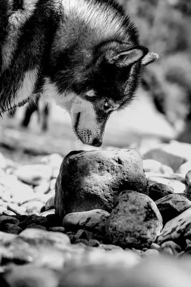 Animal — BRUNAW