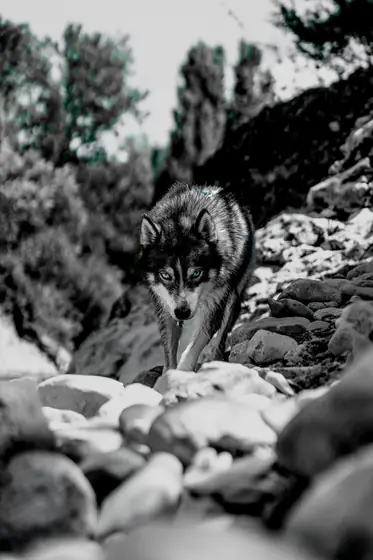 Animal — BRUNAW