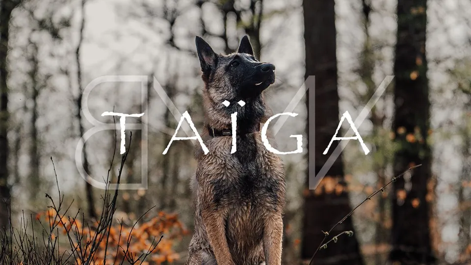 Taïga